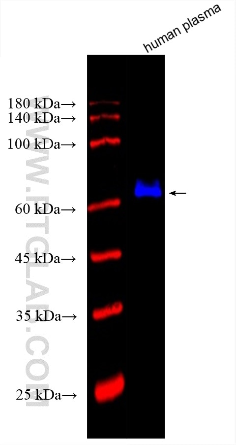 Western Blot (WB) analysis of various lysates using CoraLite® Plus 750-conjugated Albumin Monoclonal a (CL750-66051)