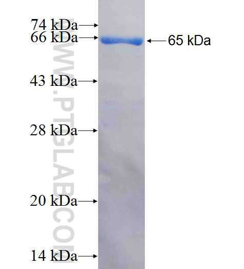 Albumin fusion protein Ag9569 SDS-PAGE