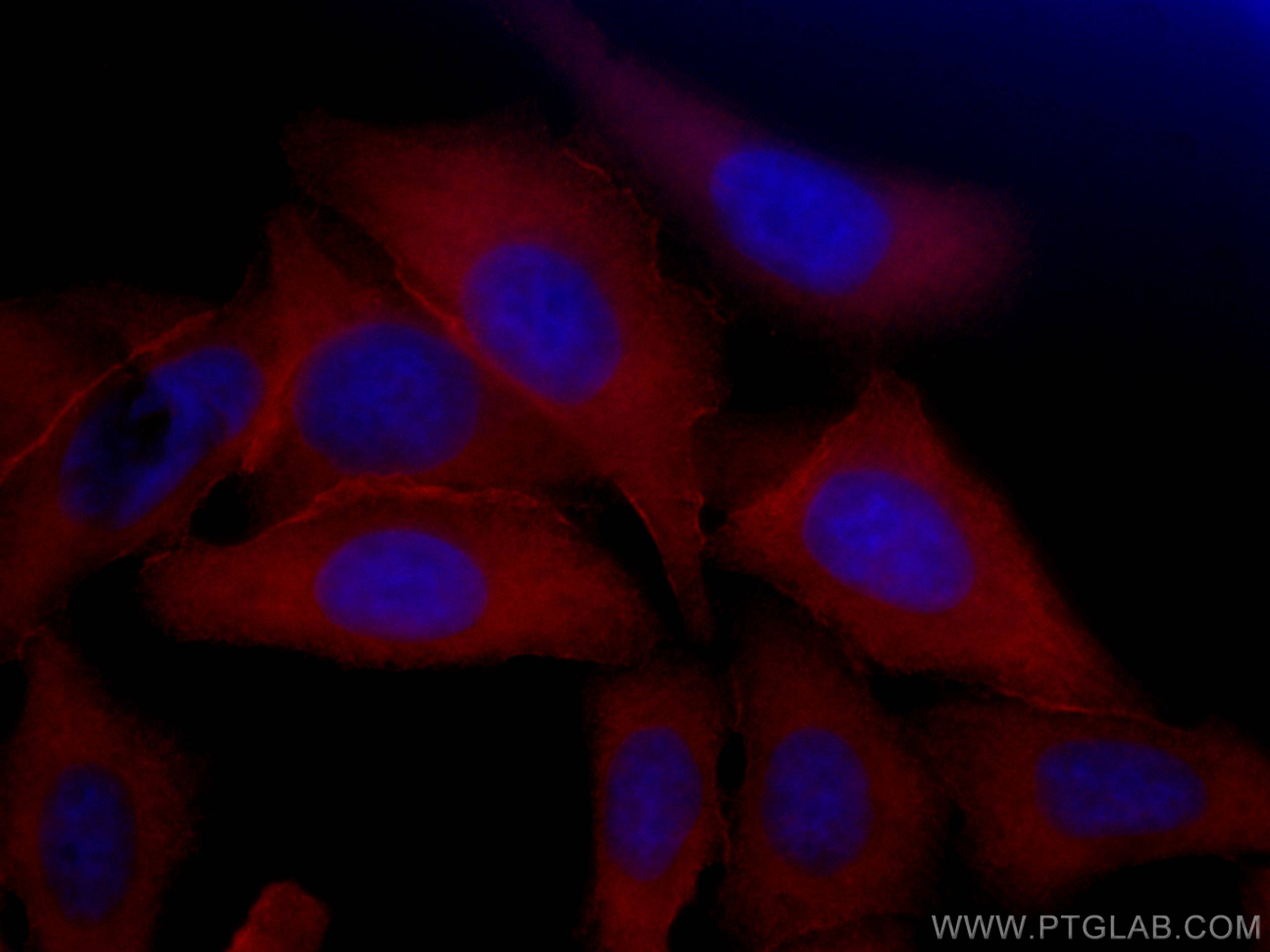 Immunofluorescence (IF) / fluorescent staining of HepG2 cells using CoraLite®594-conjugated Aldolase C Monoclonal anti (CL594-66120)