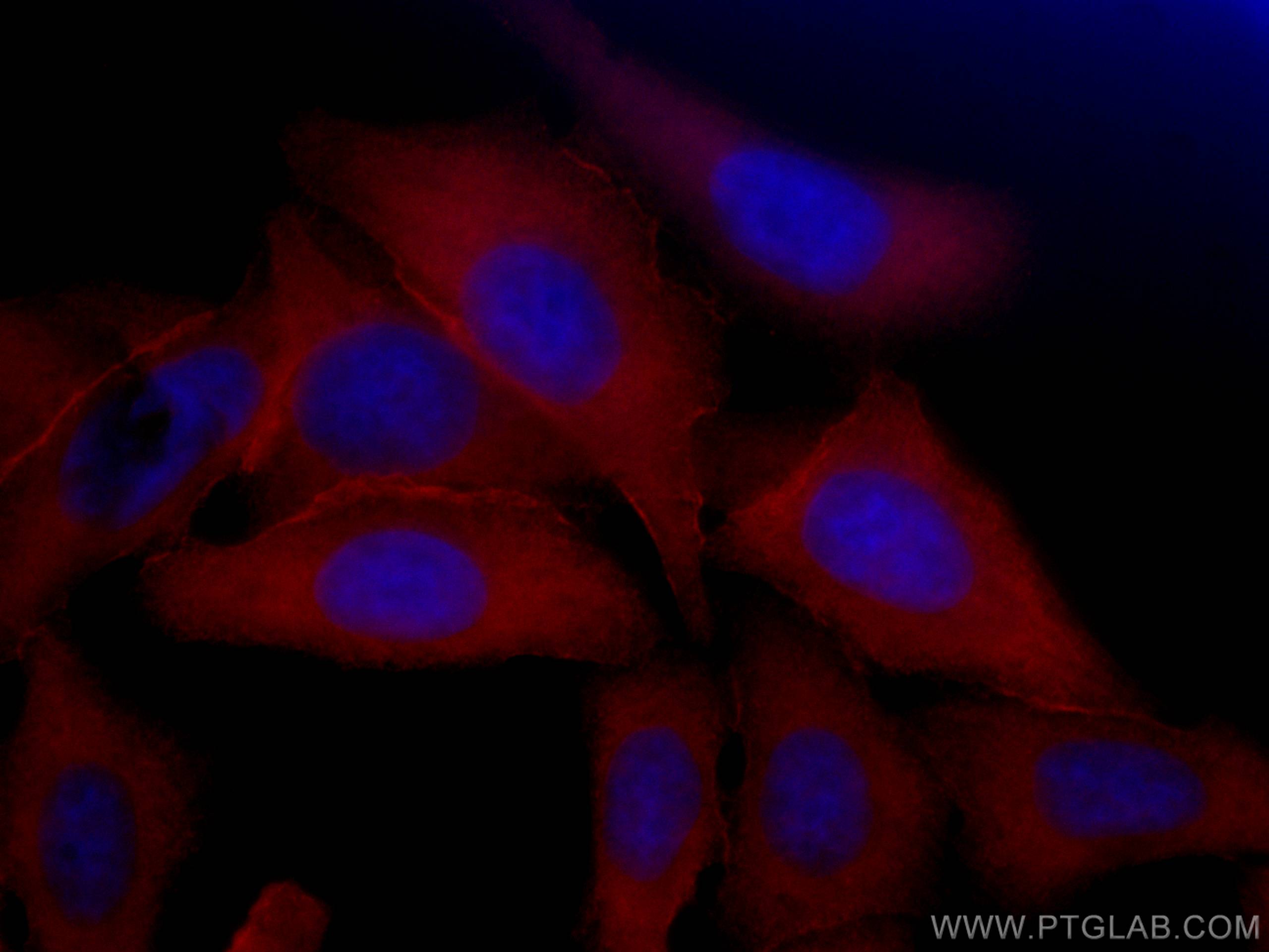 IF Staining of HepG2 using CL594-66120