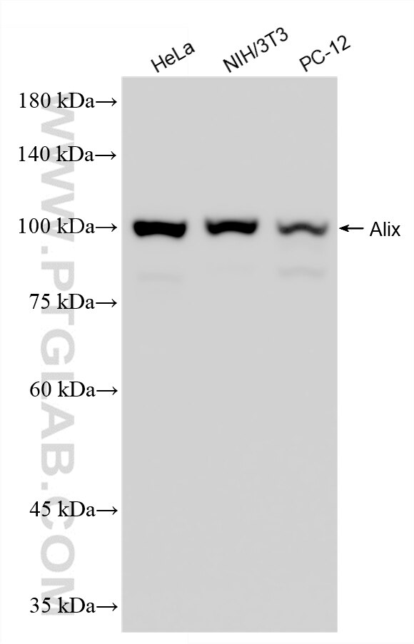 Western Blot (WB) analysis of various lysates using Alix Recombinant monoclonal antibody (86644-1-RR)