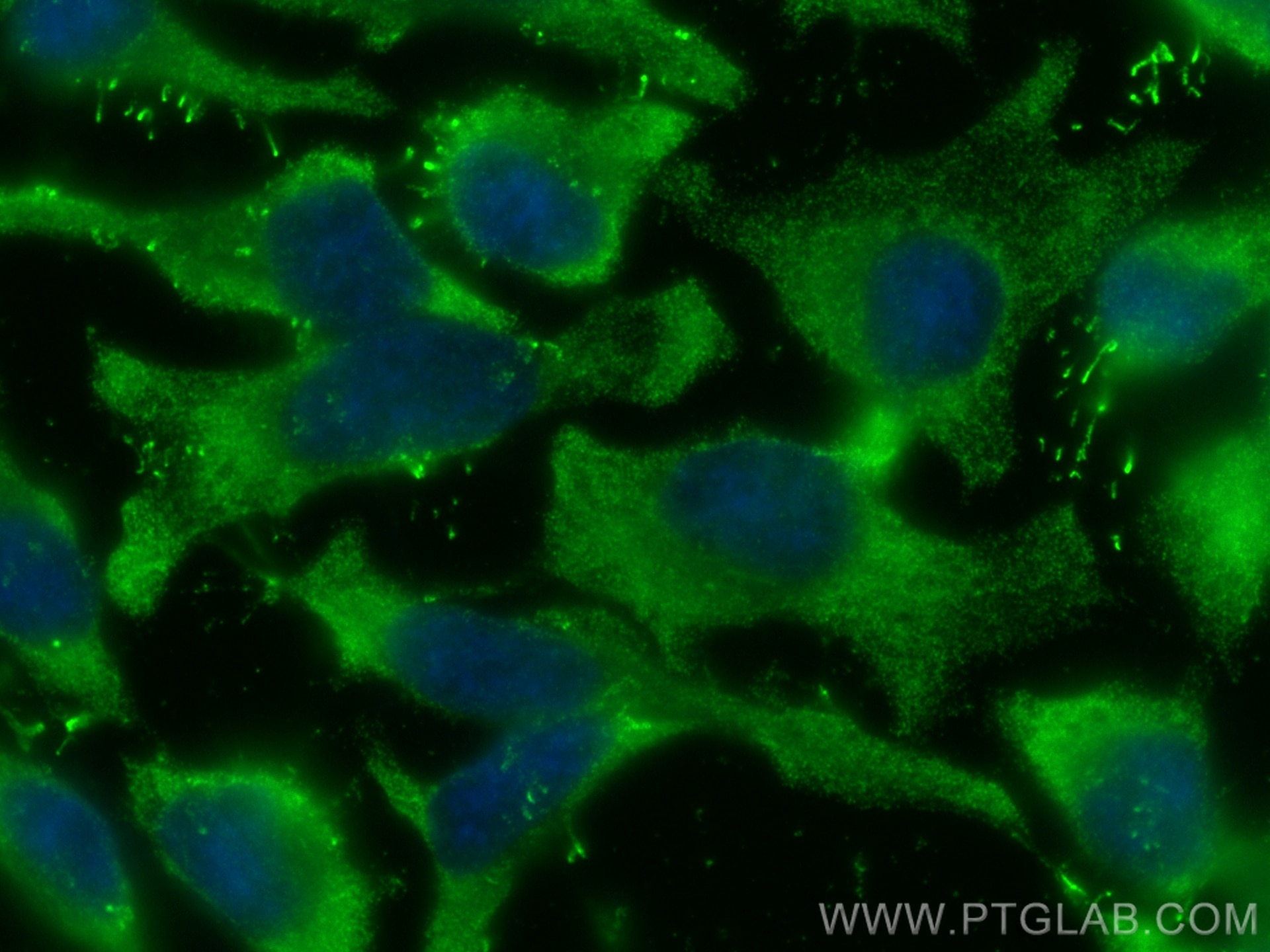 Immunofluorescence (IF) / fluorescent staining of HeLa cells using CoraLite® Plus 488-conjugated Alix Monoclonal anti (CL488-67715)