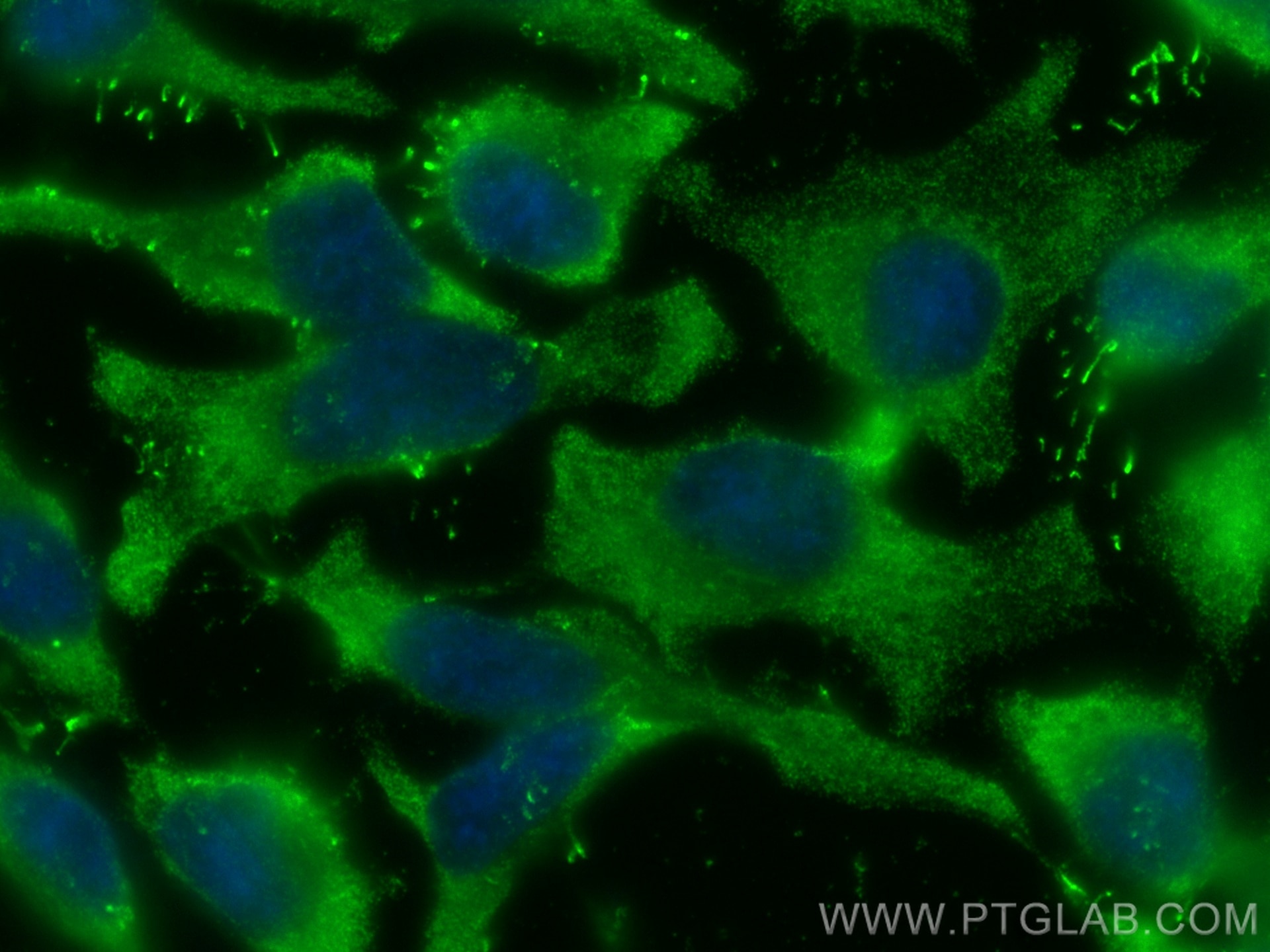 IF Staining of HeLa using CL488-67715