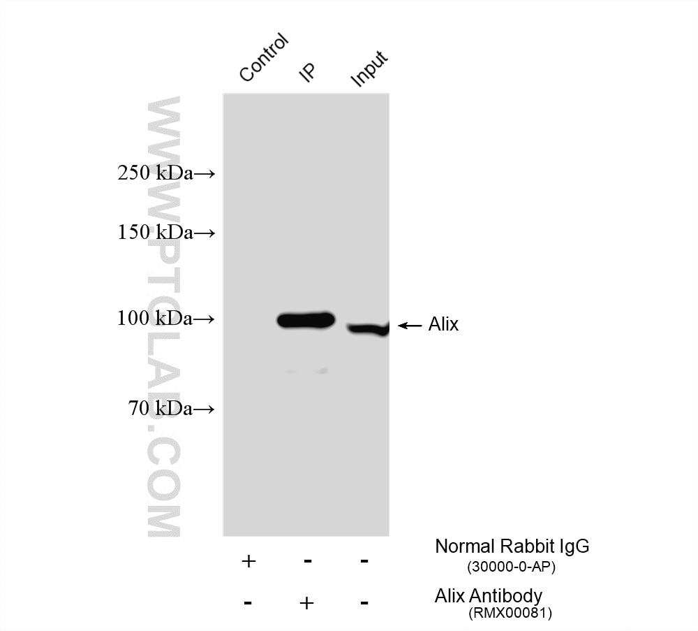 IP experiment of HeLa using RMX00081 Immunoprecipitation (IP) experiment of HeLa cells using Multi-rAb® Alix Multi-Recombinant antibody (RMX00081)