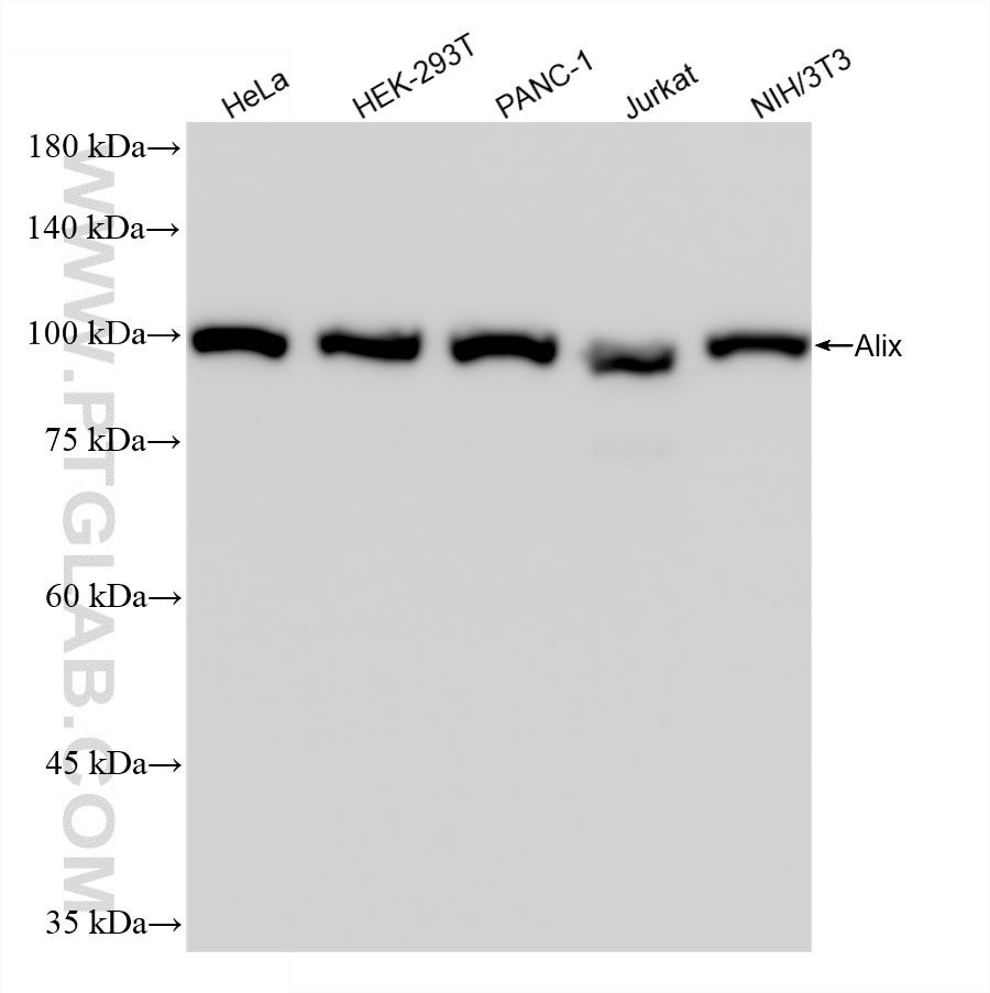 Western Blot (WB) analysis of various lysates using Alix Recombinant monoclonal antibody (86644-1-RR)