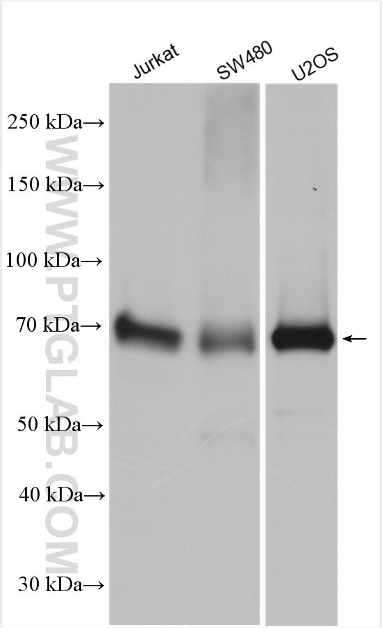 Western Blot (WB) analysis of various lysates using Alkyl-DHAP synthase/AGPS Polyclonal antibody (21011-1-AP)