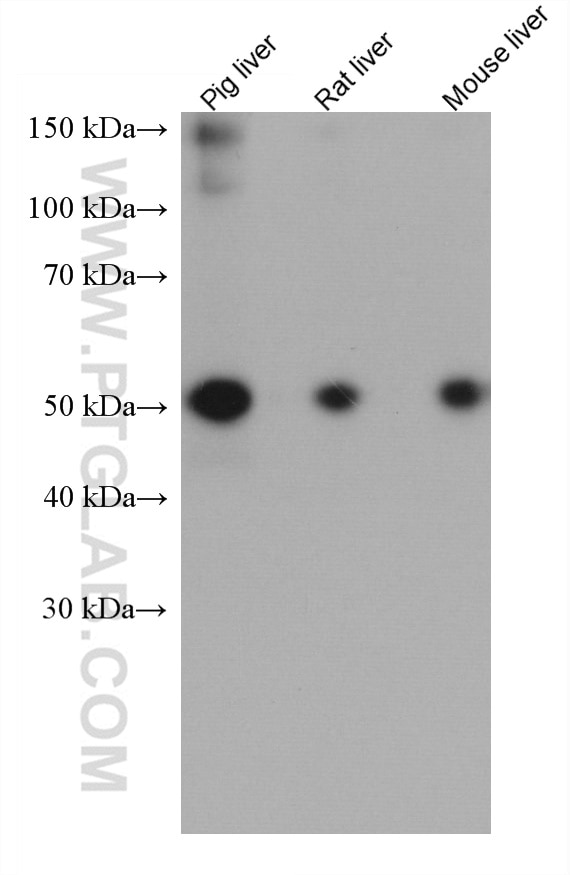 Western Blot (WB) analysis of various lysates using Alpha 1 Antitrypsin Monoclonal antibody (66135-1-Ig)