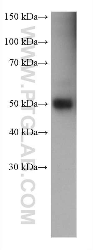 Western Blot (WB) analysis of human saliva using Alpha 1 Antitrypsin Monoclonal antibody (66135-1-Ig)