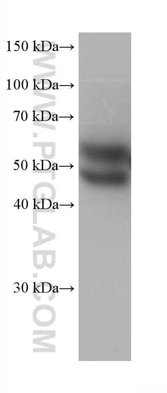 Western Blot (WB) analysis of HepG2 cells using Alpha 1 Antitrypsin Monoclonal antibody (66135-1-Ig)