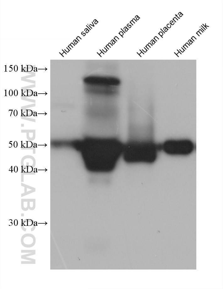 Western Blot (WB) analysis of various lysates using Alpha 1 Antitrypsin Monoclonal antibody (66135-1-Ig)