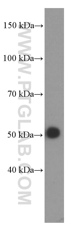 Western Blot (WB) analysis of rat liver tissue using Alpha 1 Antitrypsin Monoclonal antibody (66135-1-Ig)