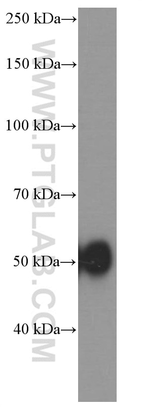 Western Blot (WB) analysis of HepG2 cells using Alpha 1 Antitrypsin Monoclonal antibody (66135-1-Ig)