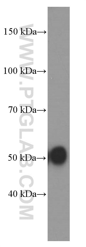 Western Blot (WB) analysis of L02 cells using Alpha 1 Antitrypsin Monoclonal antibody (66135-1-Ig)
