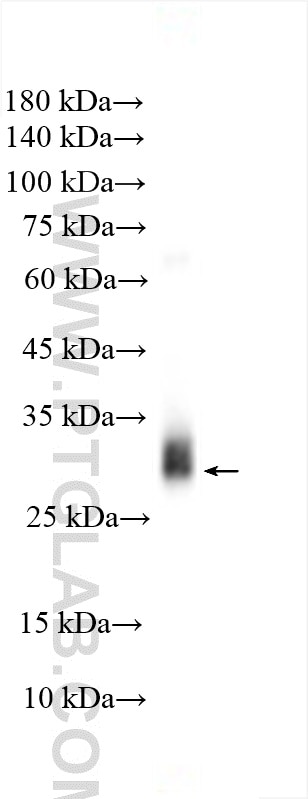 Western Blot (WB) analysis of human urine sample using Alpha-1-microglobulin Polyclonal antibody (31801-1-AP)