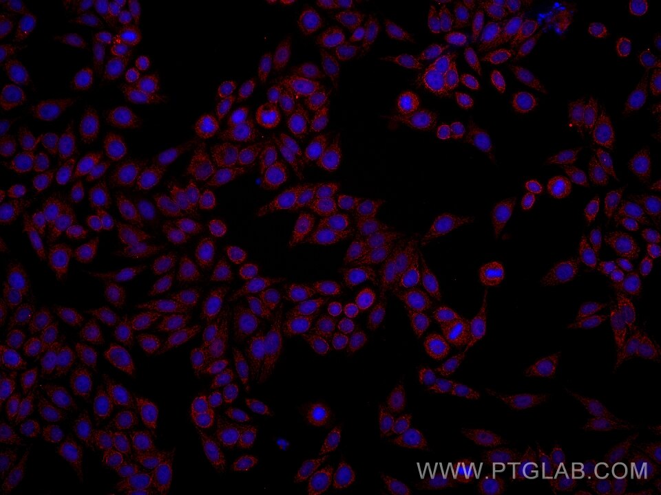Immunofluorescence (IF) / fluorescent staining of HepG2 cells using Alpha-1-microglobulin Monoclonal antibody (61038-2-Ig)