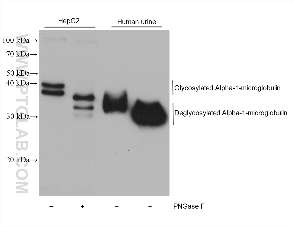 Western Blot (WB) analysis of various lysates using Alpha-1-microglobulin Monoclonal antibody (61038-2-Ig)