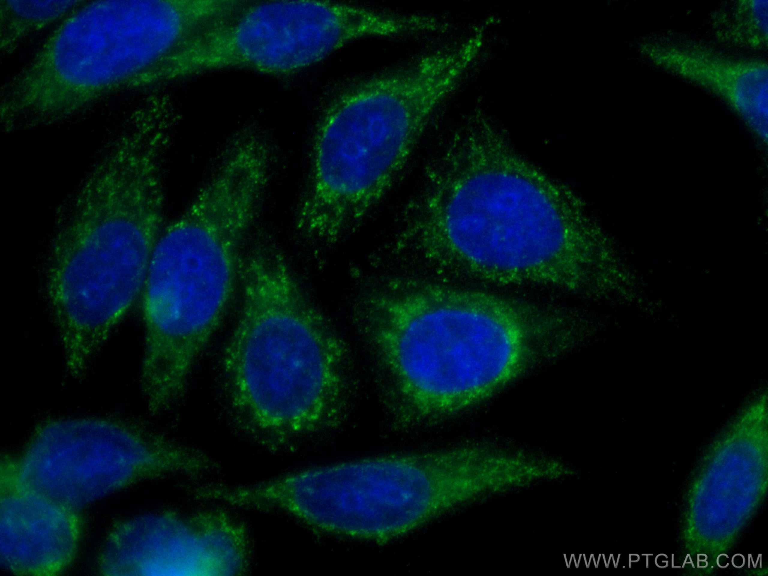 Immunofluorescence (IF) / fluorescent staining of HepG2 cells using CoraLite® Plus 488-conjugated Alpha 1B-Glycoprotei (CL488-66260)