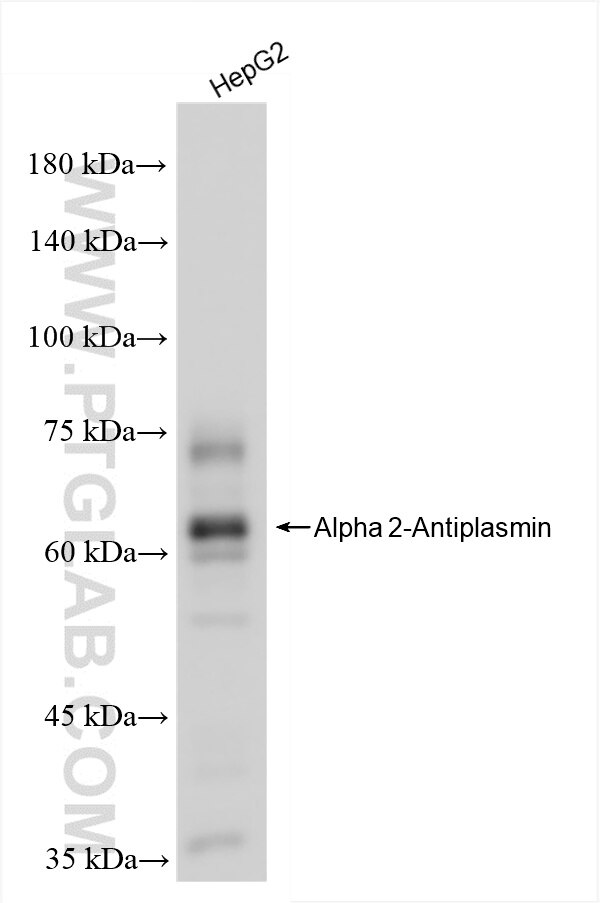Western Blot (WB) analysis of HepG2 cells using Alpha 2-Antiplasmin Recombinant antibody (86042-3-RR)