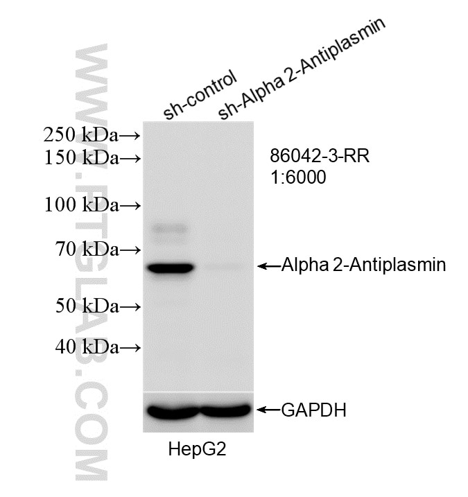 Western Blot (WB) analysis of HepG2 cells using Alpha 2-Antiplasmin Recombinant monoclonal antibod (86042-3-RR)