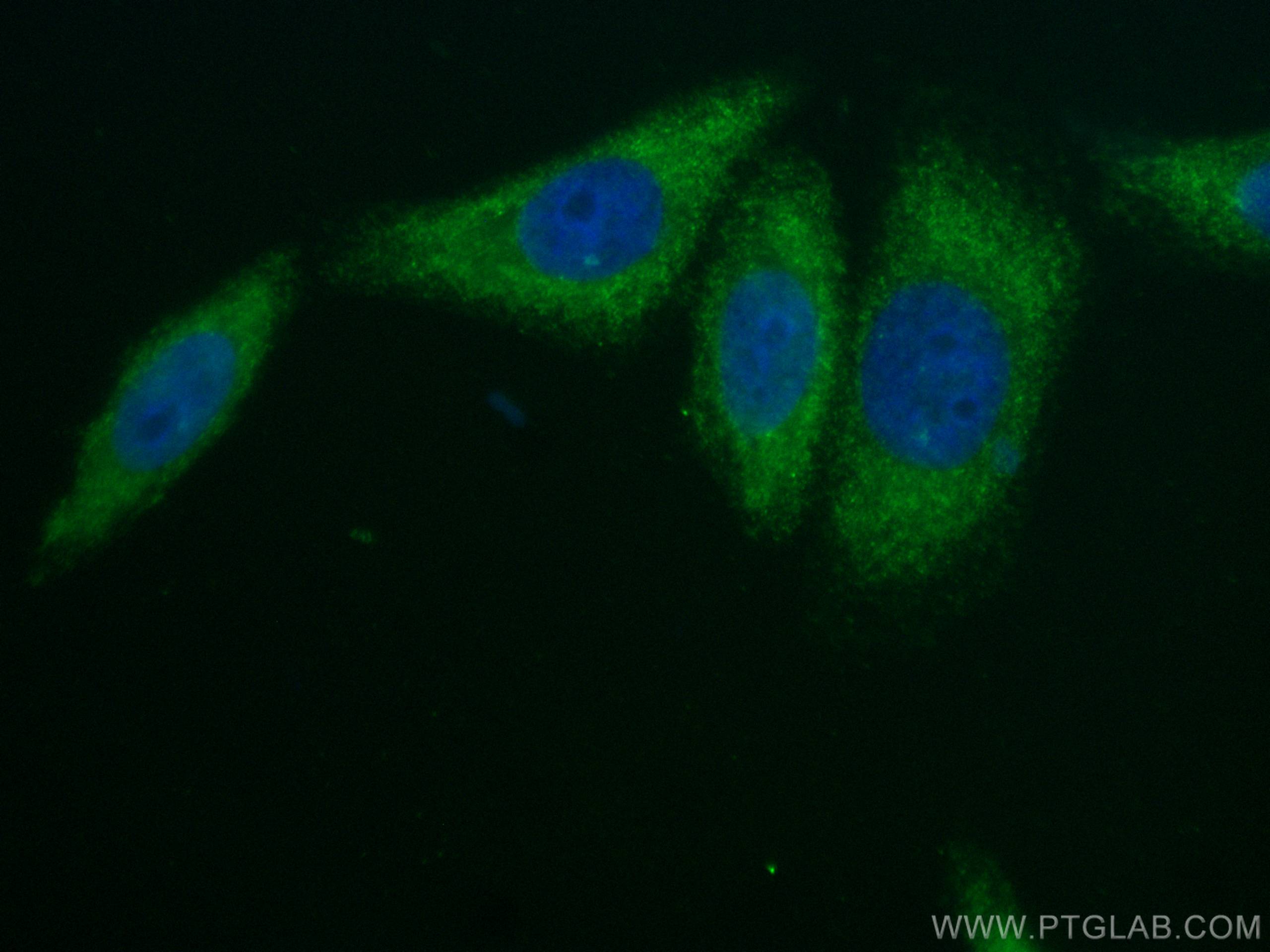 Immunofluorescence (IF) / fluorescent staining of HepG2 cells using CoraLite® Plus 488-conjugated Alpha 2-Antiplasmin  (CL488-67308)