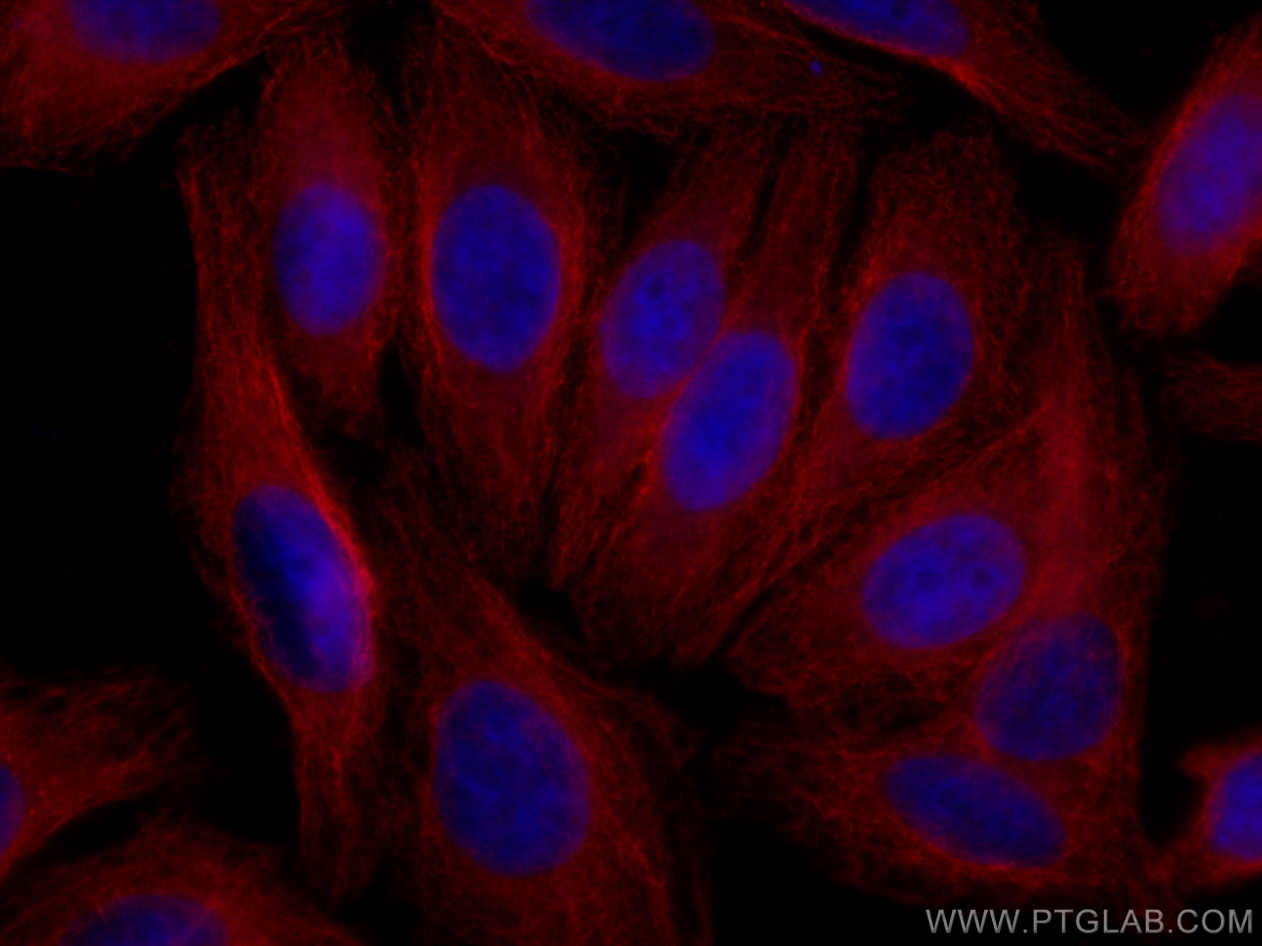 Immunofluorescence (IF) / fluorescent staining of HepG2 cells using CoraLite®594-conjugated Alpha 2-Antiplasmin Monocl (CL594-67308)