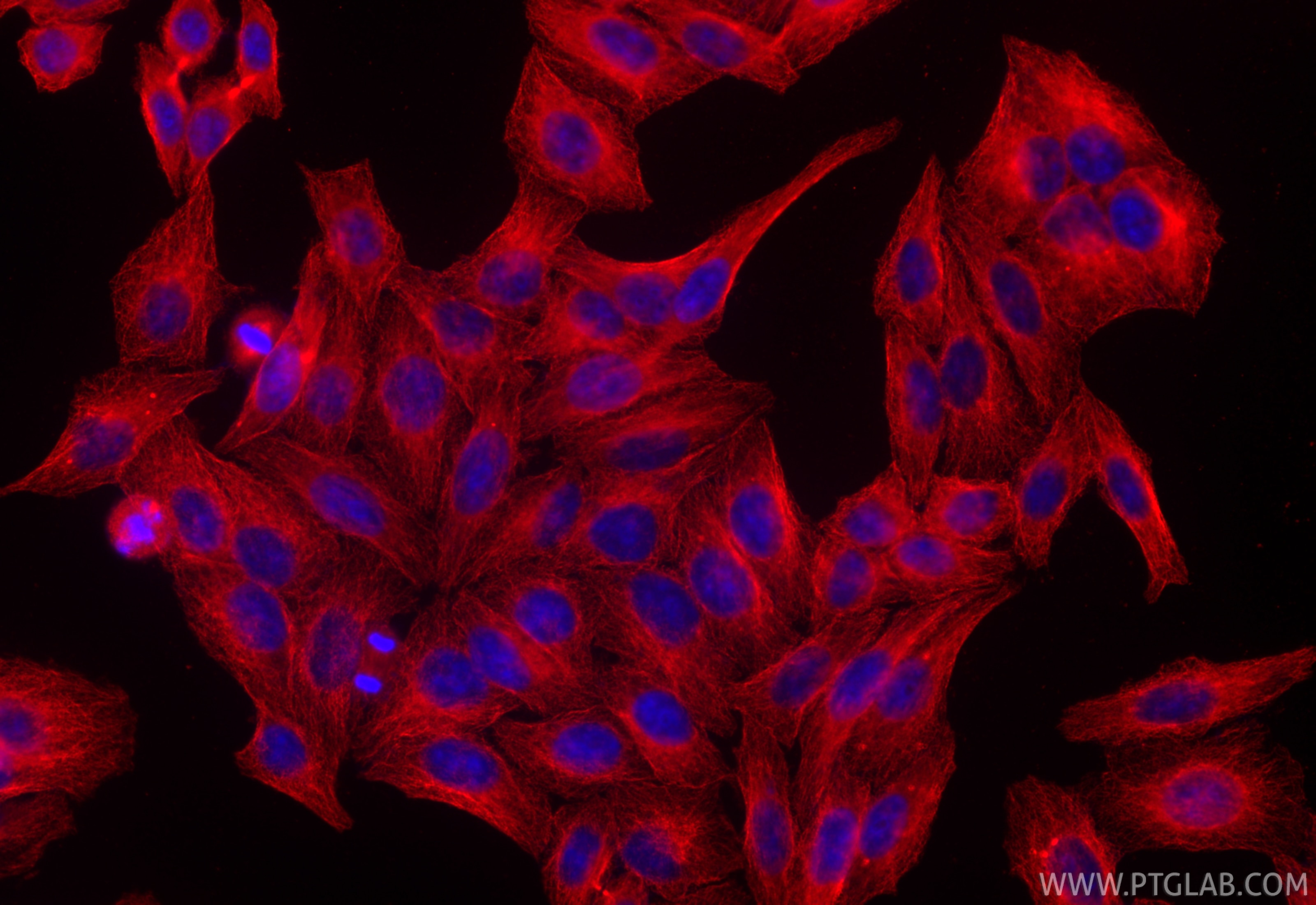 Immunofluorescence (IF) / fluorescent staining of HepG2 cells using CoraLite®594-conjugated Alpha 2-Antiplasmin Monocl (CL594-67308)