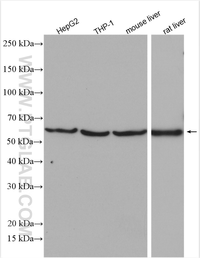 Western Blot (WB) analysis of various lysates using Alpha-2-antiplasmin Polyclonal antibody (28549-1-AP)