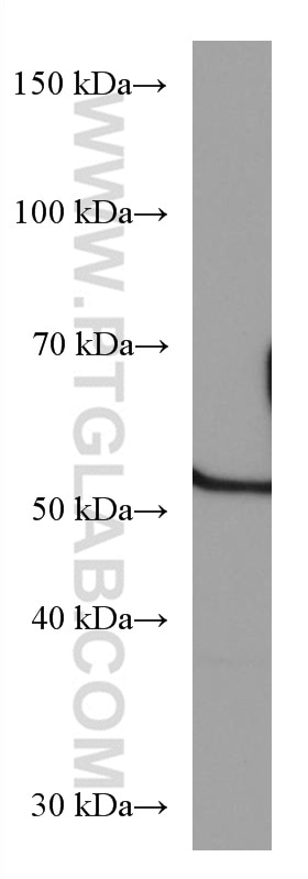 Western Blot (WB) analysis of THP-1 cells using Alpha 2-Antiplasmin Monoclonal antibody (67308-1-Ig)