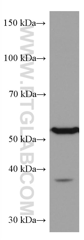 Western Blot (WB) analysis of K-562 cells using Alpha 2-Antiplasmin Monoclonal antibody (67308-1-Ig)