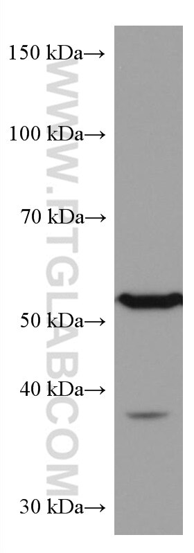 WB analysis of K-562 using 67308-1-Ig