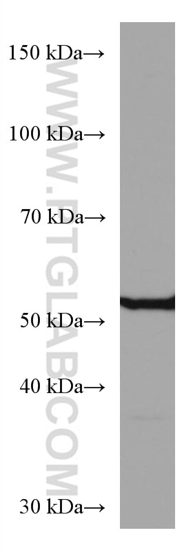 Western Blot (WB) analysis of HepG2 cells using Alpha 2-Antiplasmin Monoclonal antibody (67308-1-Ig)