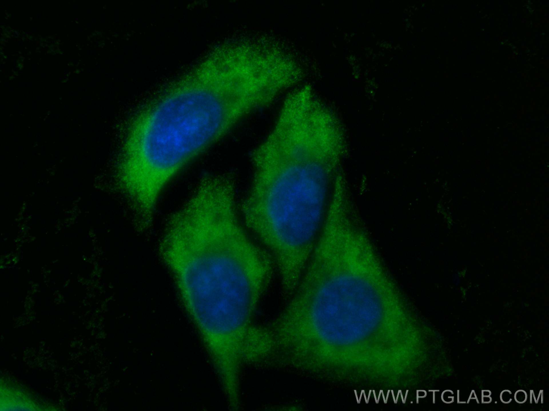 IF Staining of HepG2 using CL488-28549