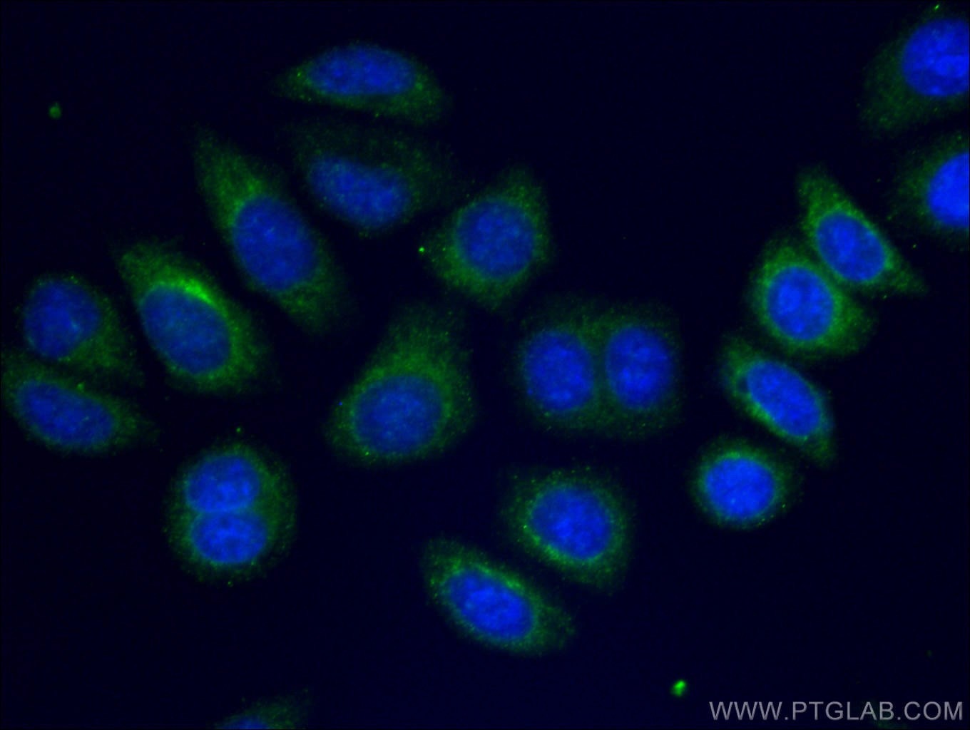 Immunofluorescence (IF) / fluorescent staining of HepG2 cells using CoraLite® Plus 488-conjugated Alpha-2-Macroglobuli (CL488-66126)