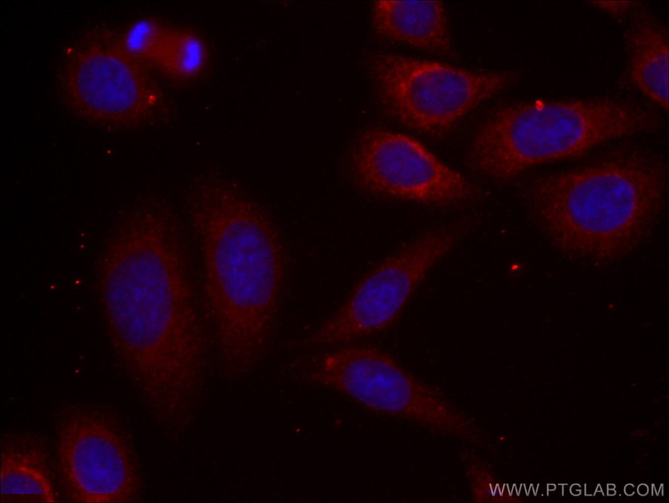 Immunofluorescence (IF) / fluorescent staining of HepG2 cells using CoraLite®594-conjugated Alpha-2-Macroglobulin Mono (CL594-66126)