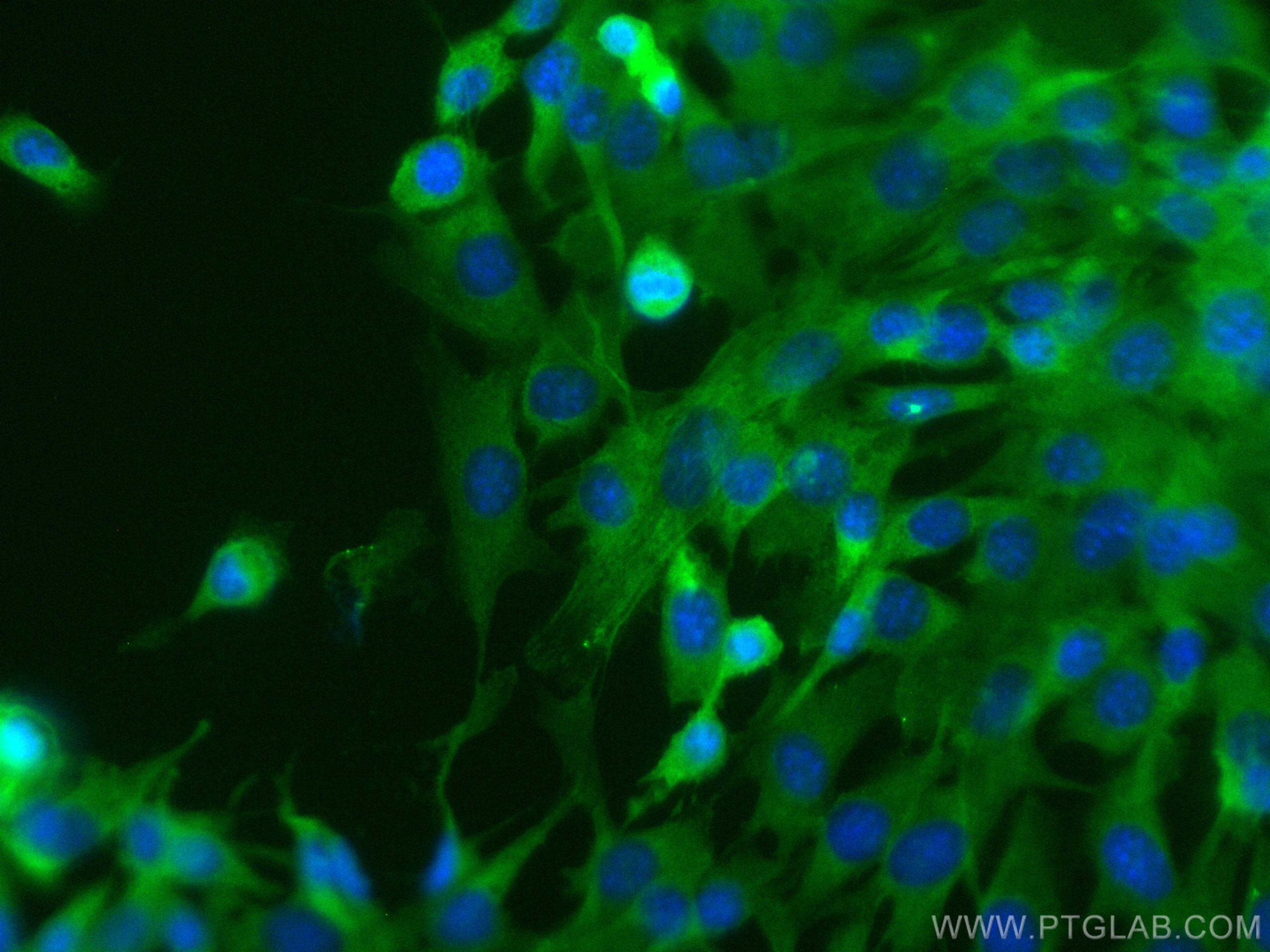 IF Staining of C2C12 using CL488-23660