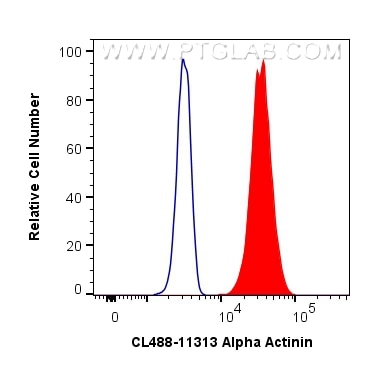 Flow cytometry (FC) experiment of A431 cells using CoraLite® Plus 488-conjugated Alpha Actinin Polycl (CL488-11313)