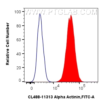 1x10^6 AC16 cells were intracellularly stained with 0.8 ug CoraLite® Plus 488-conjugated Alpha Actinin Polyclonal antibody (CL488-11313)(red), or 0.8 ug Isotype Control (blue). Cells were fixed and permeabilized with Intracellular Flow Cytometry Fixation & Permeabilization Buffer Kit (PF00019). Flow cytometry (FC) experiment of AC16 cells using CoraLite® Plus 488-conjugated Alpha Actinin Polycl (CL488-11313)
