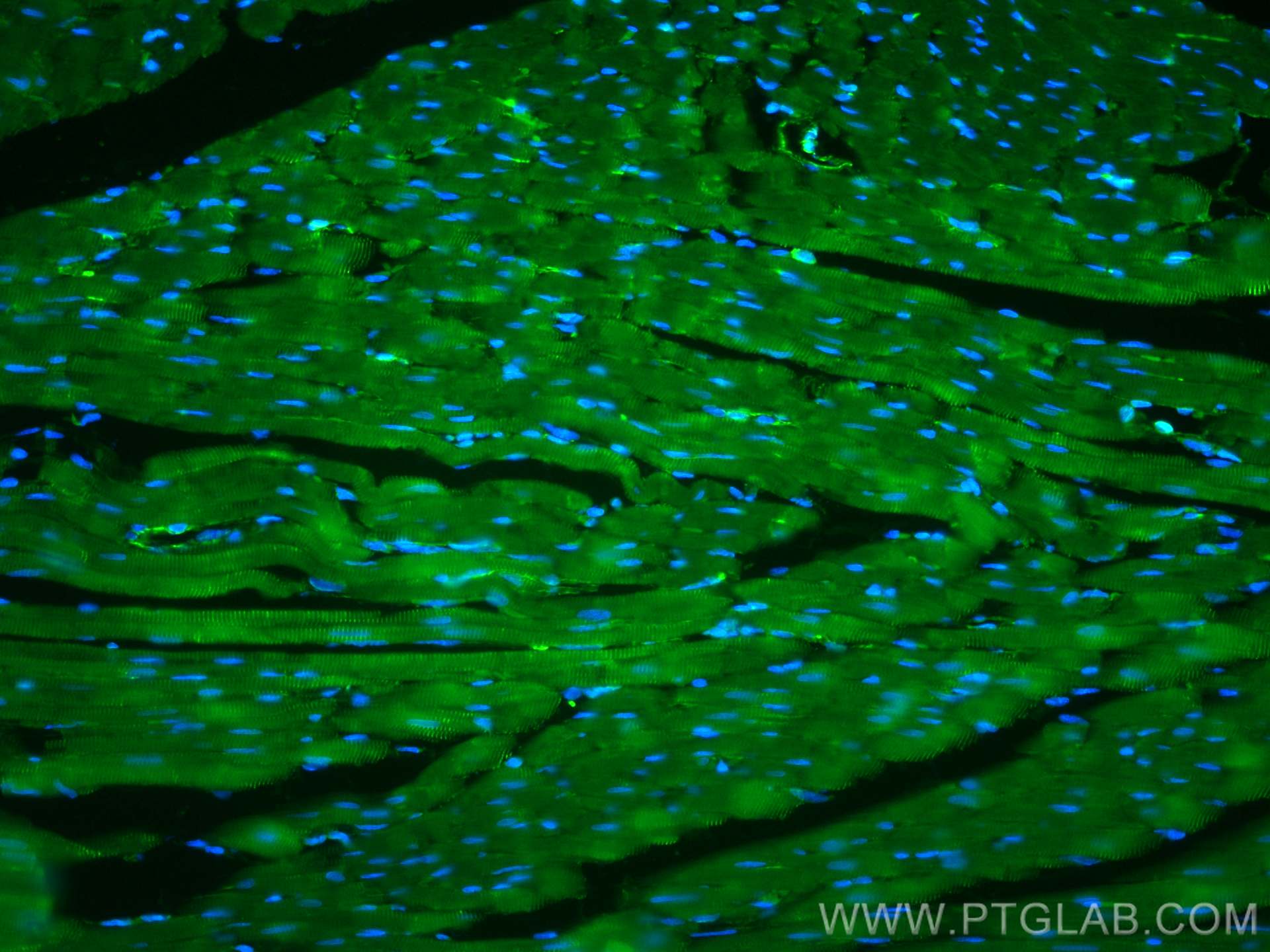 IF Staining of rat heart using CL488-11313