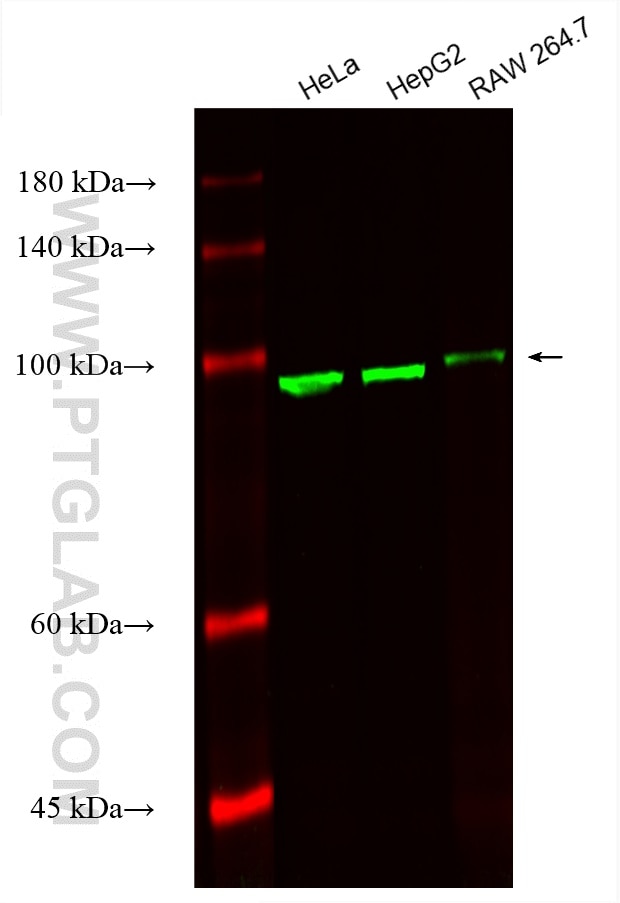 Western Blot (WB) analysis of various lysates using CoraLite® Plus 488-conjugated Alpha Actinin Monocl (CL488-66895)