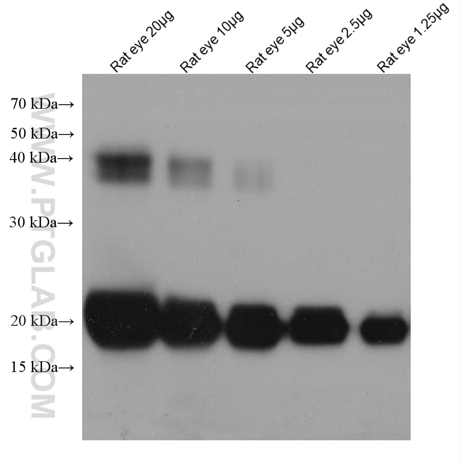 Western Blot (WB) analysis of rat eye tissue using Alpha B Crystallin Monoclonal antibody (68001-1-Ig)