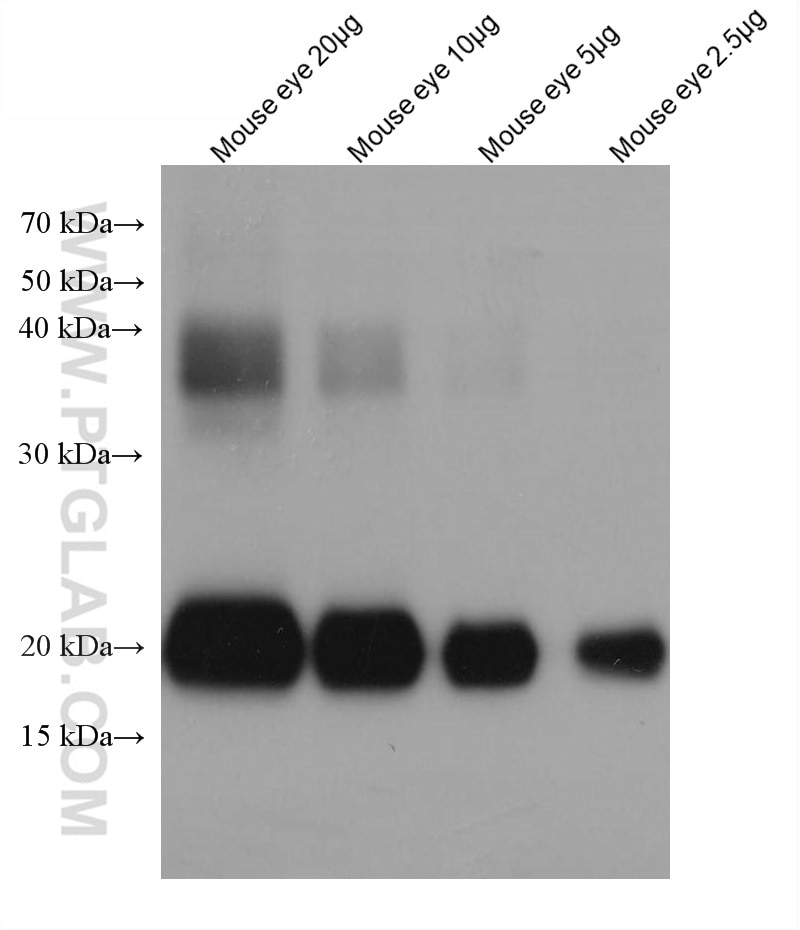 Western Blot (WB) analysis of mouse eye tissue using Alpha B Crystallin Monoclonal antibody (68001-1-Ig)