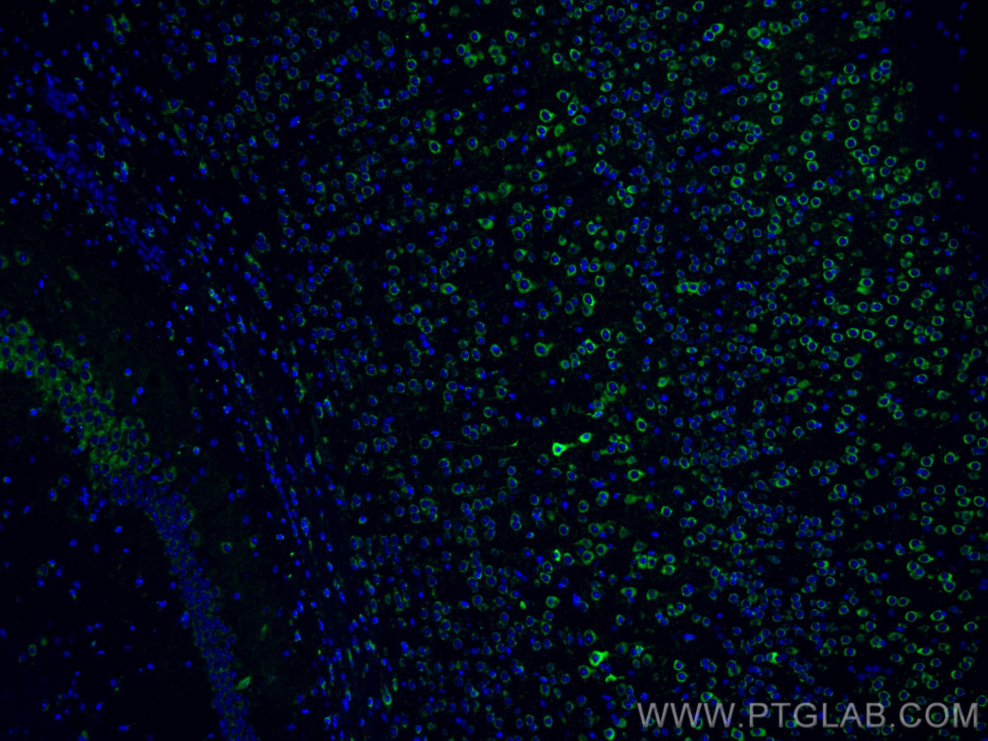 Immunofluorescence (IF) / fluorescent staining of mouse brain tissue using CoraLite® Plus 488-conjugated Alpha SNAP Monoclona (CL488-67323)