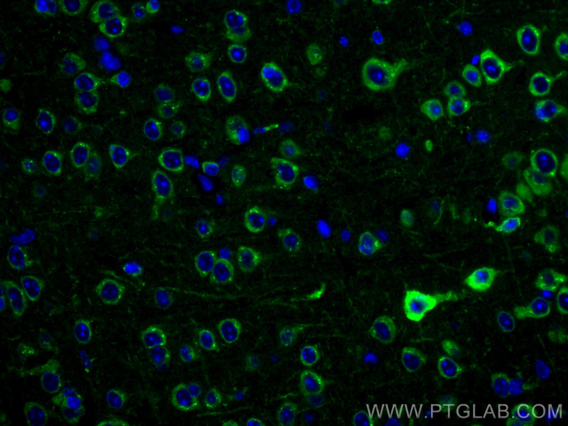 Immunofluorescence (IF) / fluorescent staining of mouse brain tissue using CoraLite® Plus 488-conjugated Alpha SNAP Monoclona (CL488-67323)