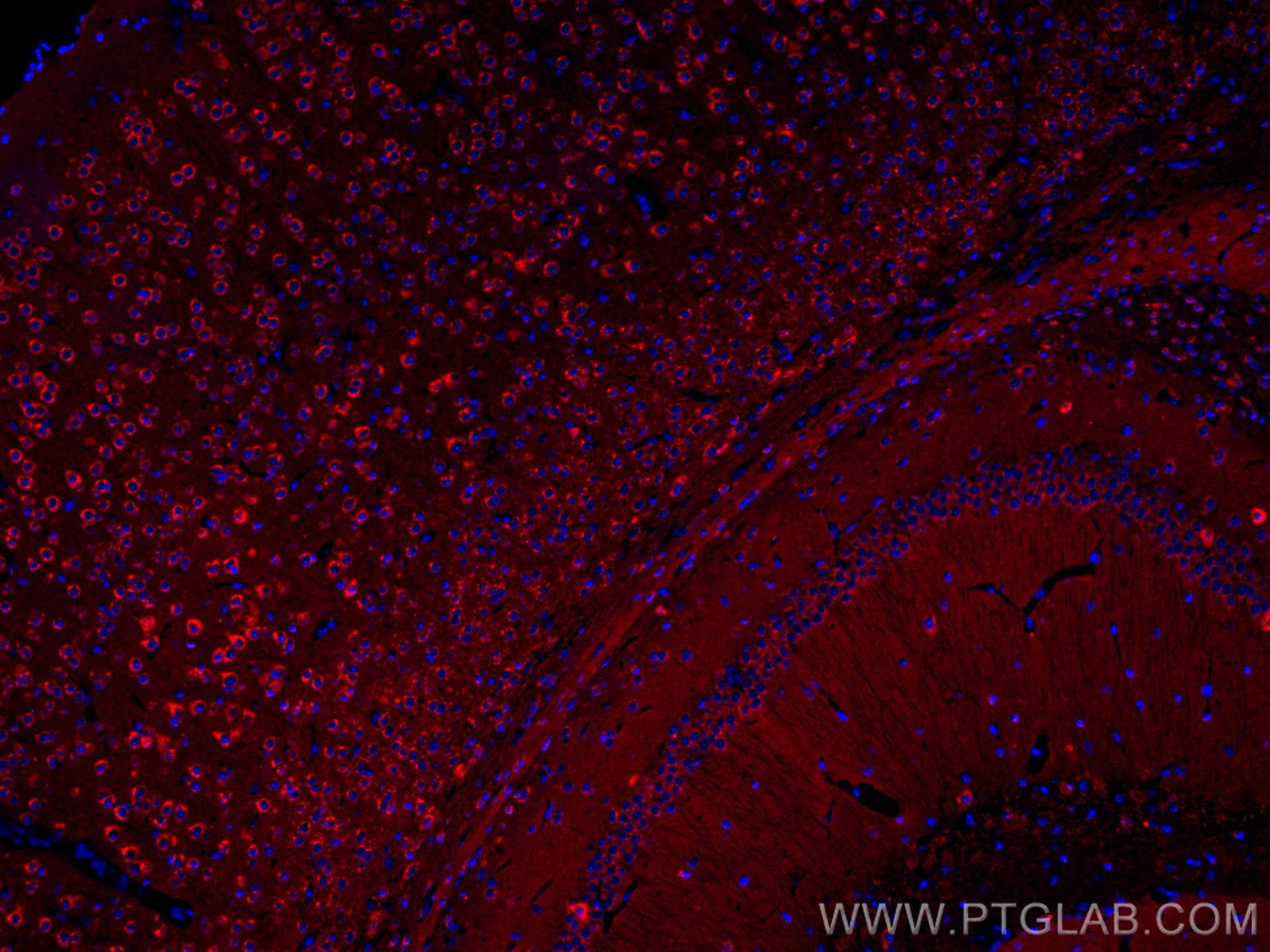 Immunofluorescence (IF) / fluorescent staining of mouse brain tissue using CoraLite®594-conjugated Alpha SNAP Monoclonal anti (CL594-67323)