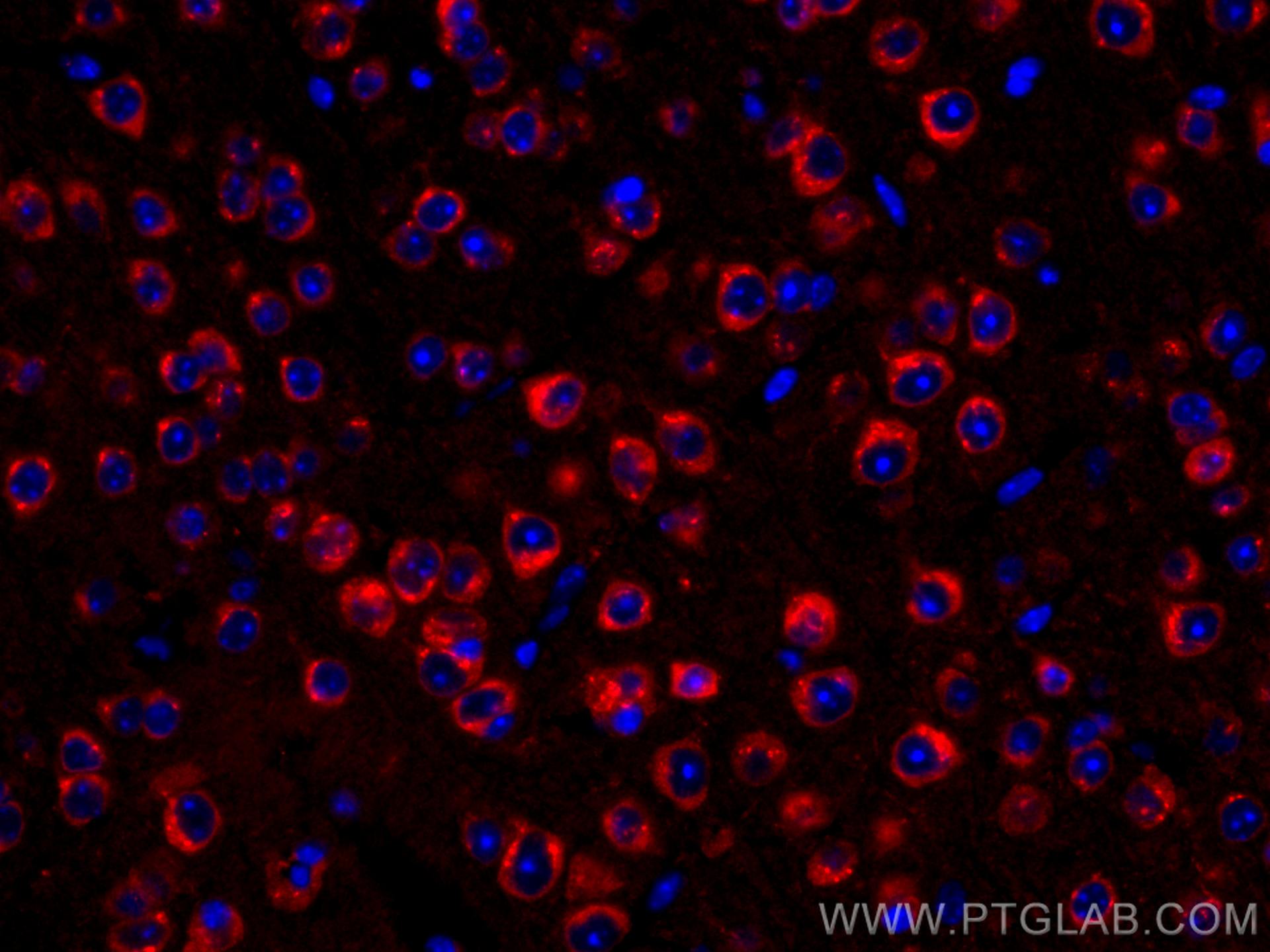 Immunofluorescence (IF) / fluorescent staining of mouse brain tissue using CoraLite®594-conjugated Alpha SNAP Monoclonal anti (CL594-67323)