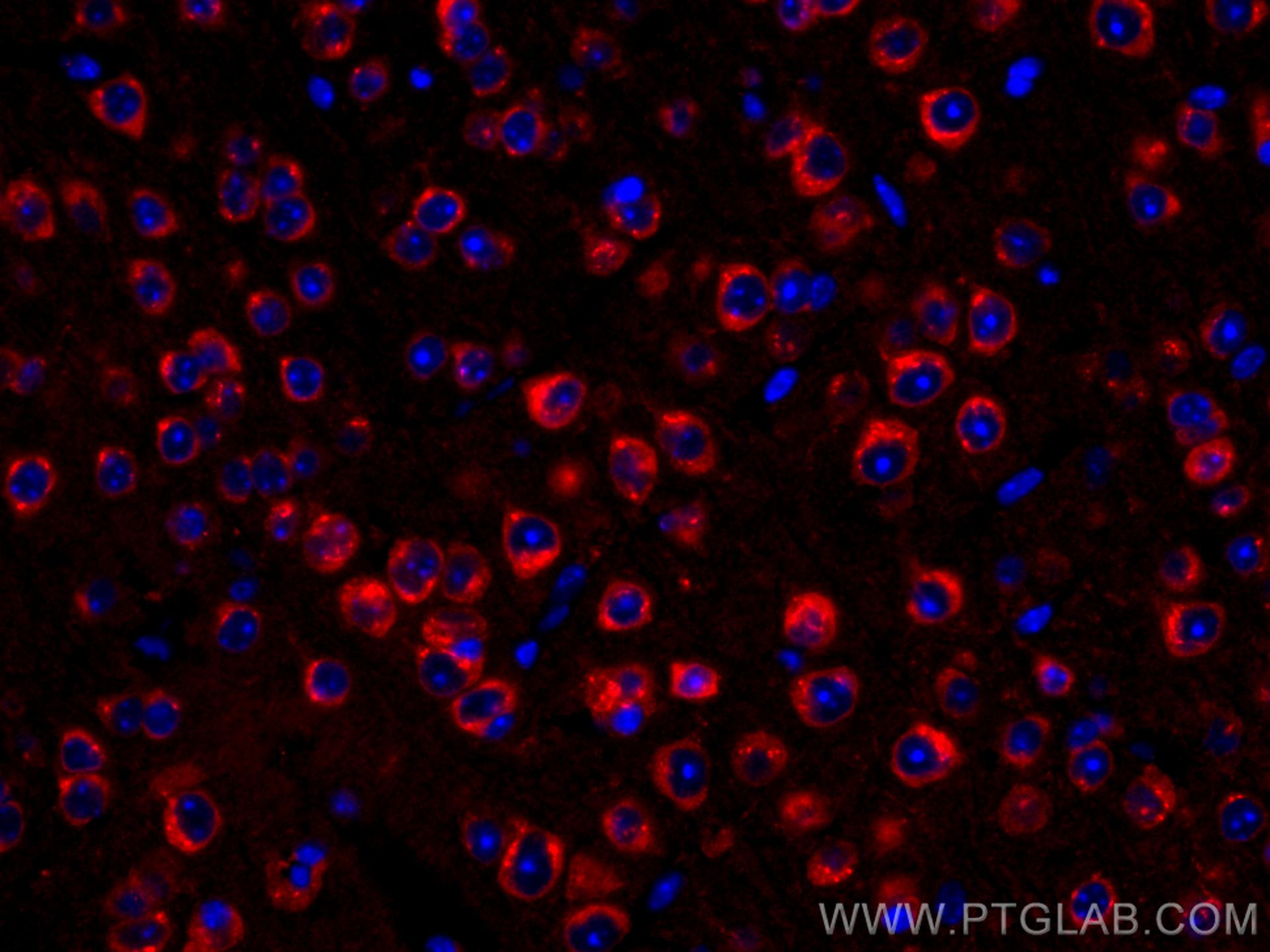 Immunofluorescence (IF) / fluorescent staining of mouse brain tissue using CoraLite®594-conjugated Alpha SNAP Monoclonal anti (CL594-67323)