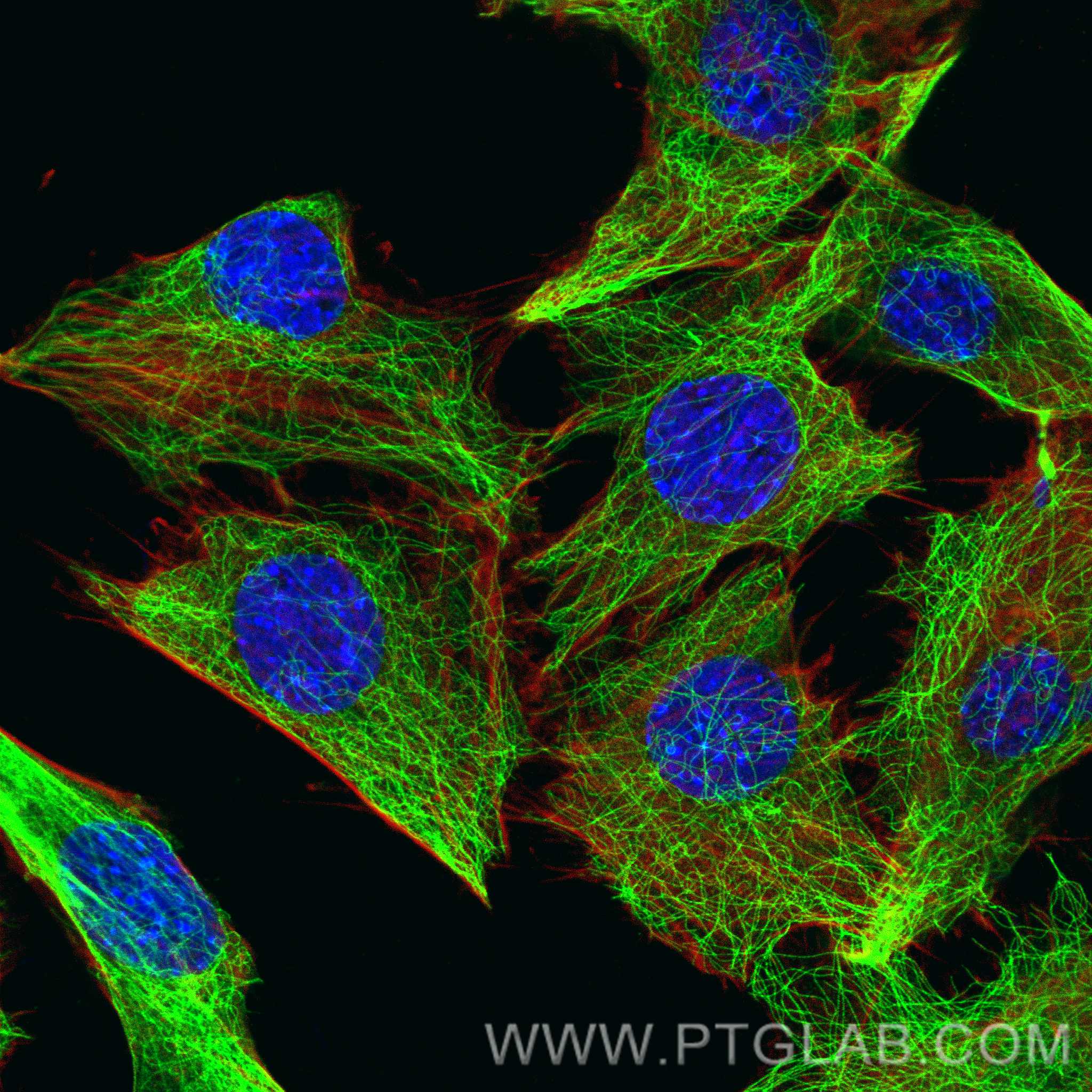 Immunofluorescence (IF) / fluorescent staining of C2C12 cells using Alpha Tubulin Recombinant antibody (80762-1-RR)