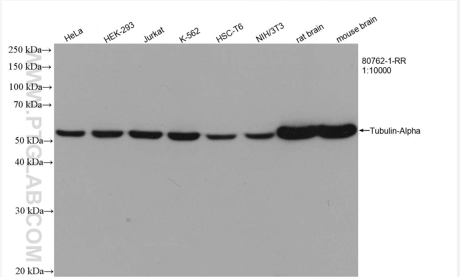 Western Blot (WB) analysis of various lysates using Alpha Tubulin Recombinant antibody (80762-1-RR)