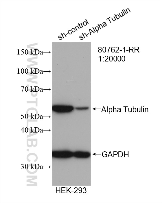 Western Blot (WB) analysis of HEK-293 cells using Alpha Tubulin Recombinant antibody (80762-1-RR)
