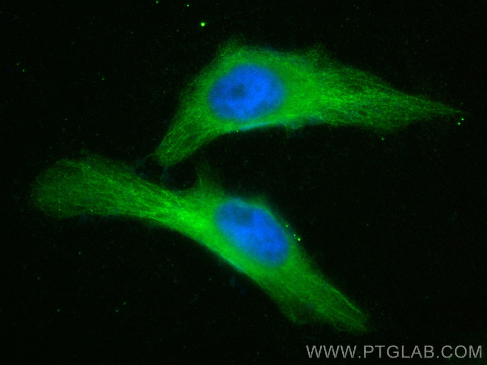 Immunofluorescence (IF) / fluorescent staining of HeLa cells using CoraLite® Plus 488-conjugated Alpha Tubulin Polycl (CL488-14555)